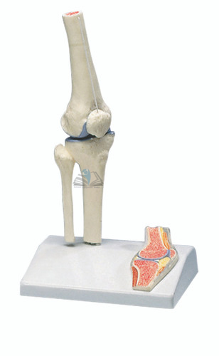 Knee Joint Model